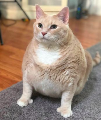 检查猫咪心脏病需要多少钱?费用是否高昂?