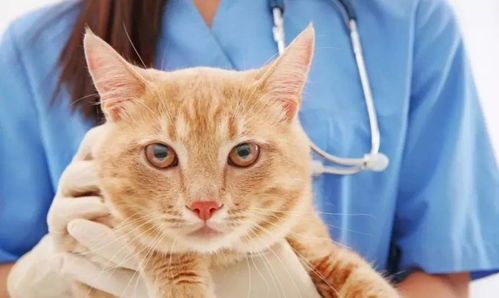 检查猫咪心脏病需要多少钱?费用是否高昂?