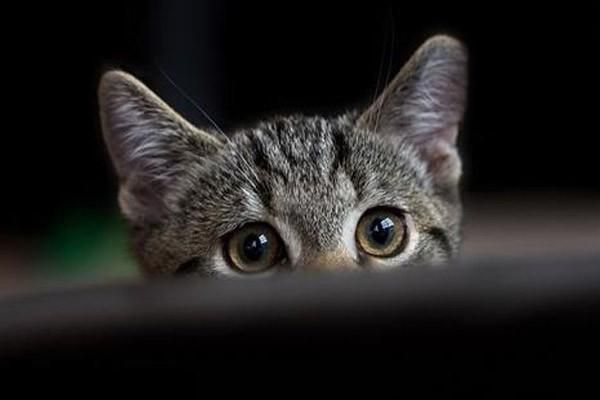 猫咪可以在家治疗的疾病