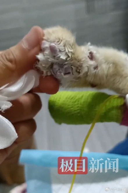 重庆掉入火锅的猫咪死亡