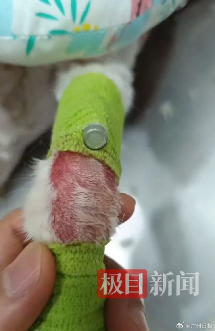 重庆掉入火锅的猫咪死亡