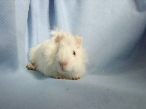 白色黑眼天竺鼠身份信息