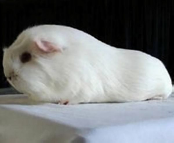 白色黑眼天竺鼠身份信息