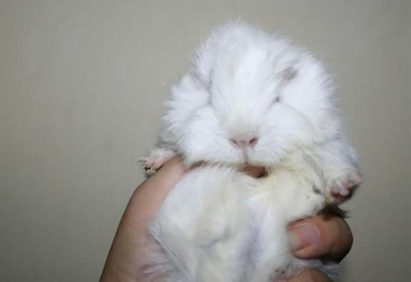 白色黑眼天竺鼠身份信息
