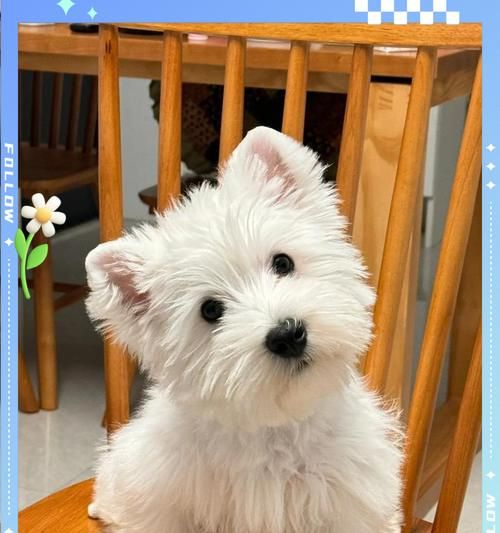 中国人最喜欢养的宠物是什么?(宠物养得最多的是哪些种类?)