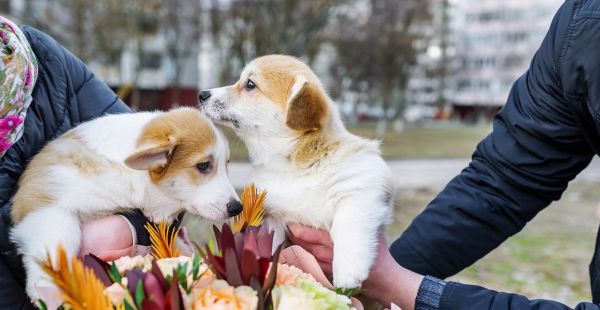 中国人最喜欢养的宠物是什么?(宠物养得最多的是哪些种类?)