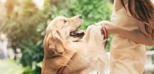 中国人最喜欢养的宠物是什么?(宠物养得最多的是哪些种类?)