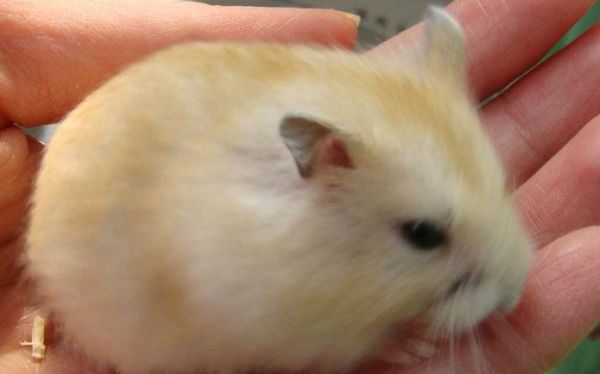 紫仓和紫衣仓鼠是同一种仓鼠吗?