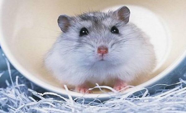 紫仓和紫衣仓鼠是同一种仓鼠吗?