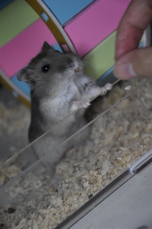 紫仓作为宠物,它的性格特点有哪些呢?