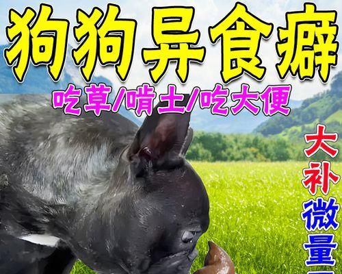 让宠物远离垃圾堆,打造清洁卫生的家庭环境(如何有效制止狗狗翻垃圾,保护宠物健康)