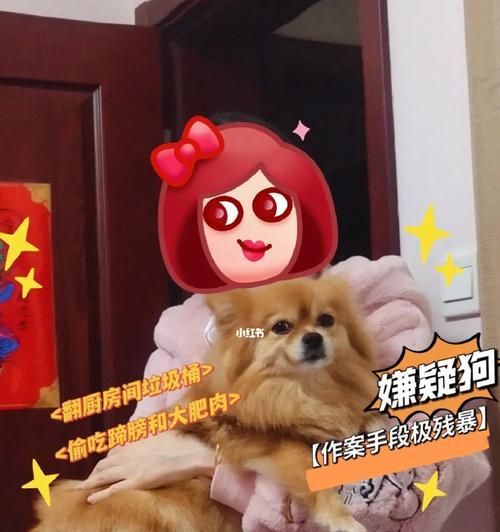 让宠物远离垃圾堆,打造清洁卫生的家庭环境(如何有效制止狗狗翻垃圾,保护宠物健康)