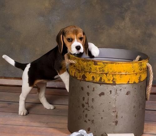 让宠物远离垃圾堆,打造清洁卫生的家庭环境(如何有效制止狗狗翻垃圾,保护宠物健康)