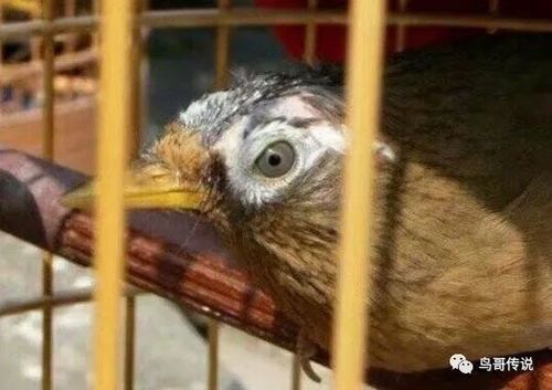 四大笼鸟宠物品种盘点