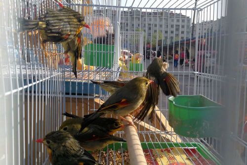 四大笼鸟宠物品种盘点