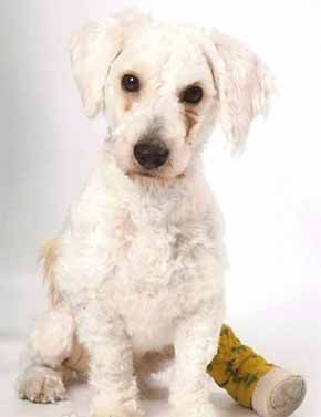 狗腰椎骨折处理方法介绍(狗的腰椎断了要怎么办呢)