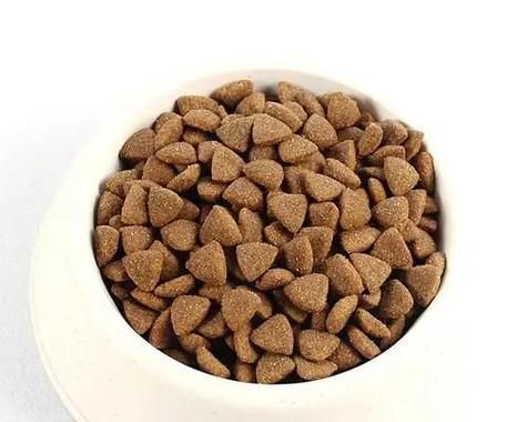 狗狗被撞后应吃哪些食物?(了解适合被撞狗狗的饮食需求,帮助它康复更快)