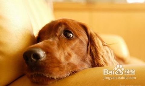 宠物狗呕吐,快速康复饮食指南