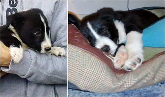 宠物狗康复训练怎么样的