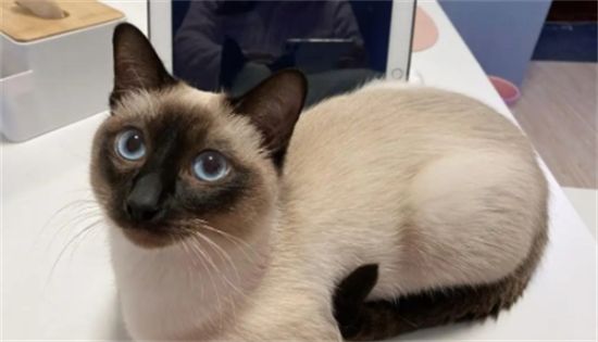 虎斑暹罗猫和暹罗的区别