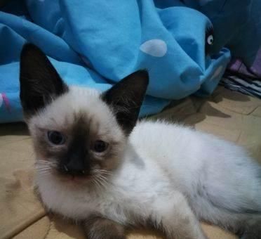 纯种海豹暹罗猫(以宠物为主的完美伴侣)