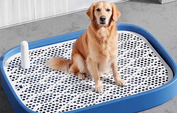 金毛狗厕所选择哪个品牌好？推荐HELLOJOY大型犬平板厕所