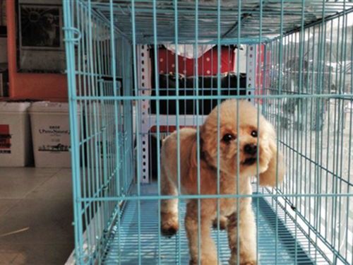 威海宠物市场，大型犬交易首选地。