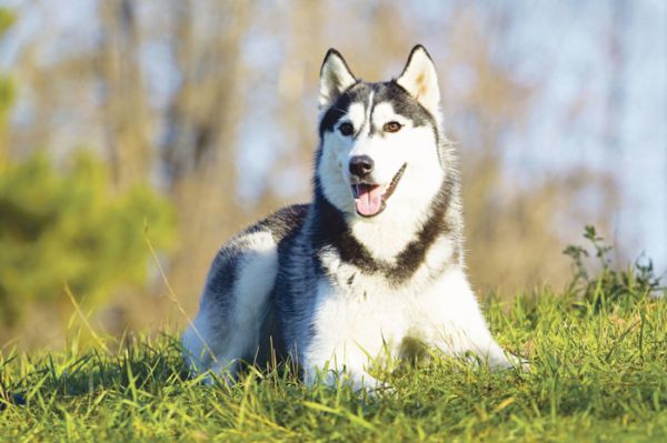 最适合家庭饲养的大型犬，其中它是老人最佳伴侣，慰藉心境的良方