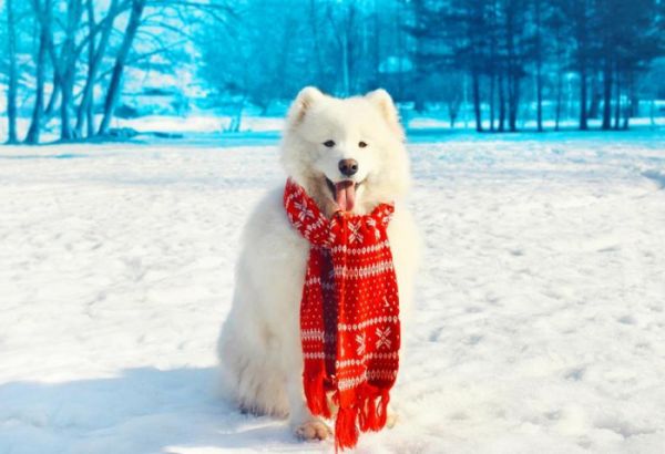 最适合家庭饲养的大型犬，其中它是老人最佳伴侣，慰藉心境的良方