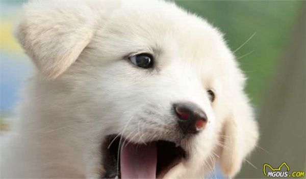 哪一种品种的大型犬值得饲养？墙裂推荐这几种！