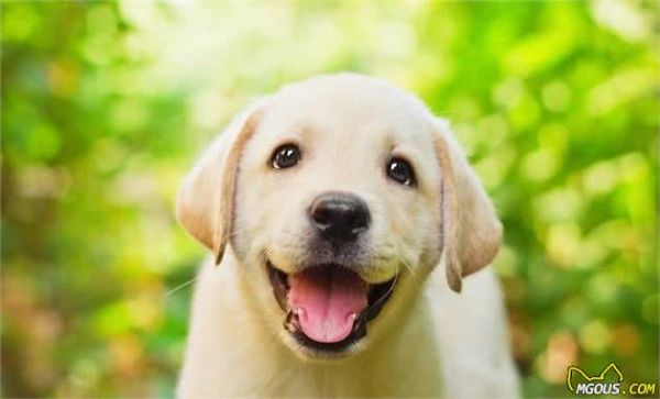 哪一种品种的大型犬值得饲养？墙裂推荐这几种！