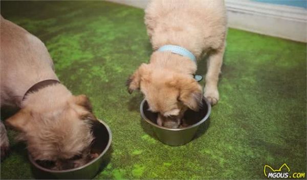 哪一种品种的大型犬值得饲养？墙裂推荐这几种！