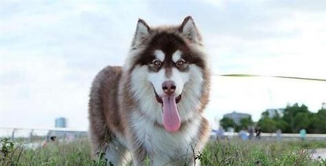 宠物狗大型犬纯白色有哪些?如何选择纯白色的大型犬品种?