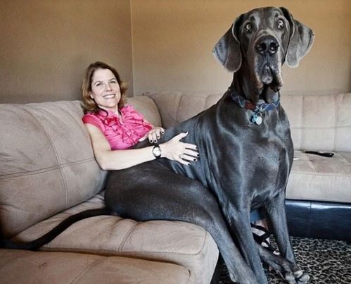 哈尔滨禁养烈大型犬,宠物选择需谨慎!