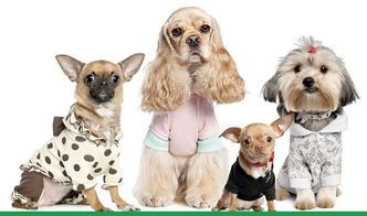 哈尔滨禁养烈大型犬,宠物选择需谨慎!