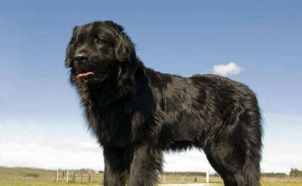 哪些名字适合大型犬?