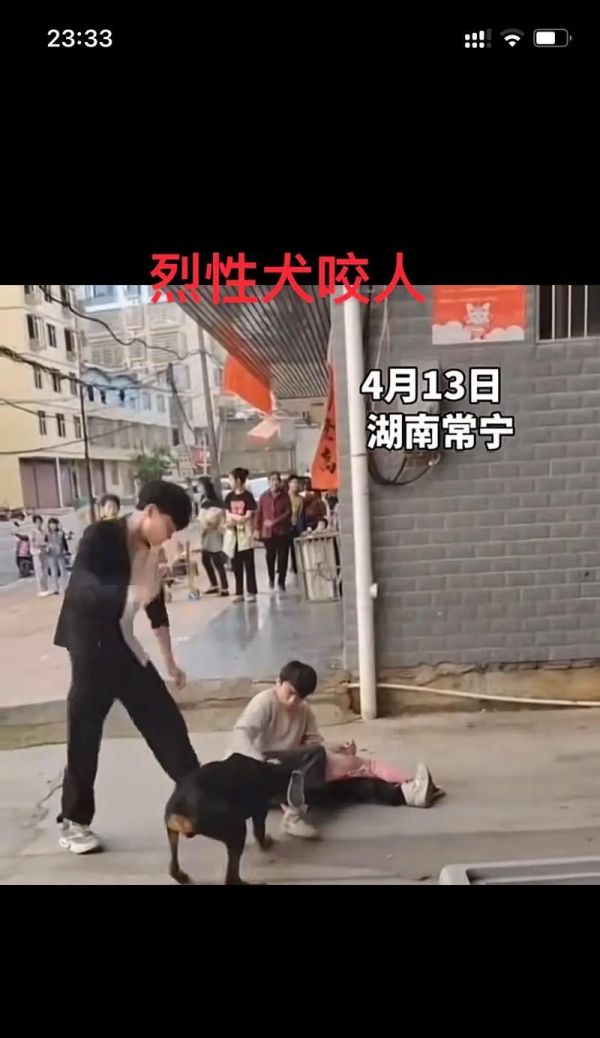 哪些大型犬品种有伤人风险?