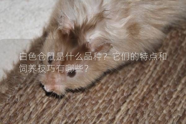 白色仓鼠是什么品种?它们的特点和饲养技巧有哪些?