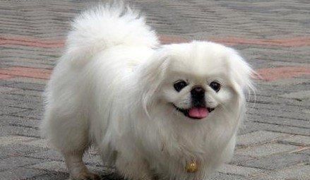 中国古老的犬种有哪些？它们的历史和特点是什么？