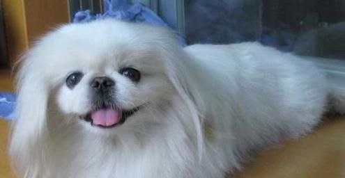 中国古老的犬种有哪些？它们的历史和特点是什么？