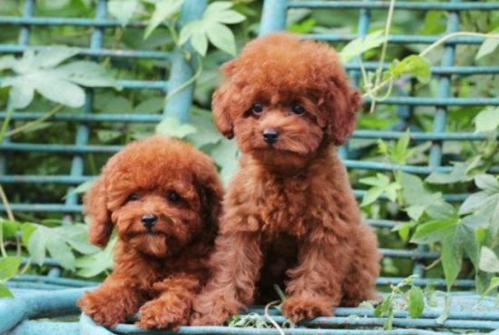 狗狗科普：泰迪狗的起源和历史