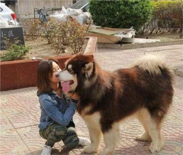 狗的祖先不止是狼，还有这种神秘的动物!