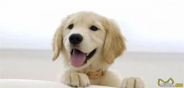 宠知识｜狗的起源新论