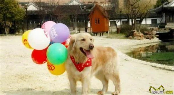 宠知识｜狗的起源新论