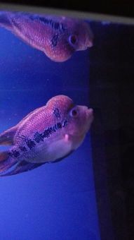 宠物鱼患了白点病怎么办？