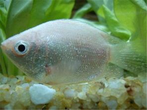 宠物鱼患了白点病怎么办？