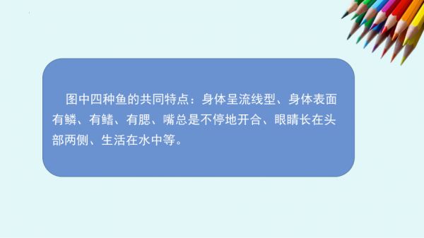 1.2鱼类（教学ppt课件）(共12张PPT+视频)-2023新苏教版四年级上册《科学》.pptx_第4页