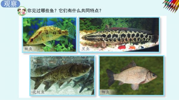 1.2鱼类（教学ppt课件）(共12张PPT+视频)-2023新苏教版四年级上册《科学》.pptx_第3页