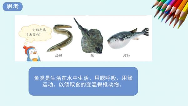 1.2鱼类（教学ppt课件）(共12张PPT+视频)-2023新苏教版四年级上册《科学》.pptx_第5页