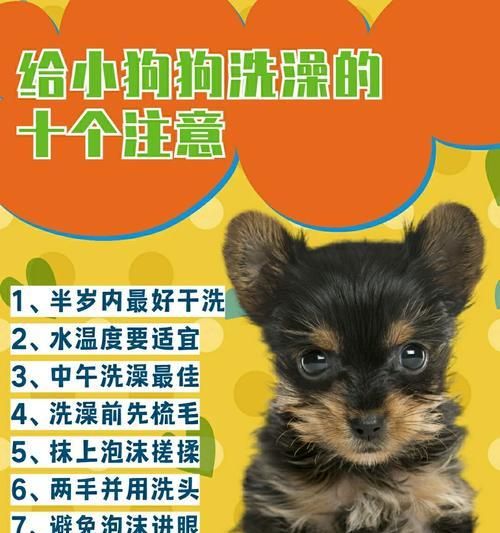 狗狗怀孕后的注意事项（为你的爱犬提供合适的孕期护理）